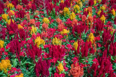 Richmond Park, Londra yakınındaki Teras bahçeleri renkli çiçekler bolluk
