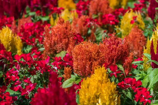 Abundance of colorful flowers in the Terrace Gardens near Richmond Park, London