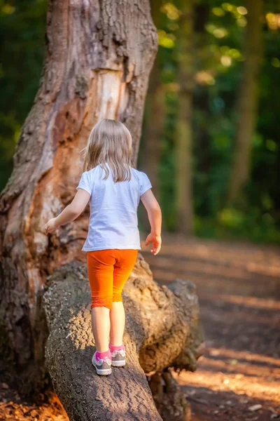 Young Caucasian Girl Walking Large Tree Trunk Forest — Stock Photo, Image