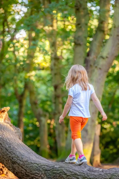 Jovem Caucasiana Caminhando Grande Tronco Árvore Uma Floresta — Fotografia de Stock