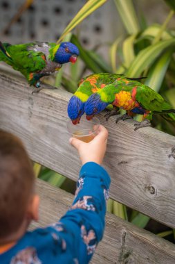 Küçük çocuk tatlı nektar Colourful için besleme papağan Lorikeets denilen gökkuşağı
