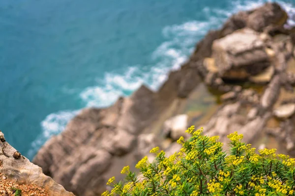 Petites Fleurs Jaunes Sur Côte Rocheuse Monténégro — Photo