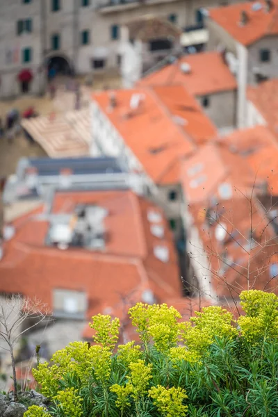 Žluté Květy Rostoucí Pozoru Letecký Pohled Červené Vedle Sebe Domy — Stock fotografie