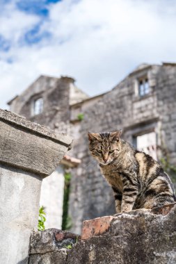 Karadağ 'ın Perast kasabasındaki binaların önünde oturan sevimli kedi.