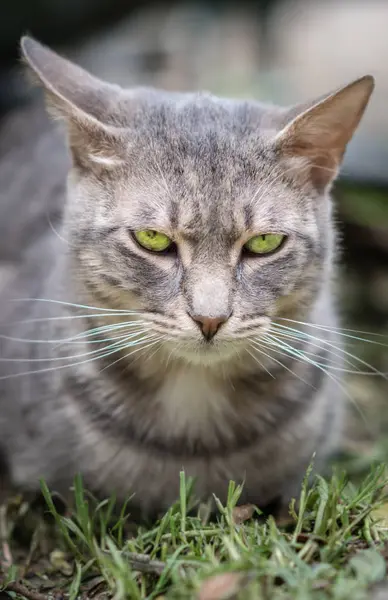 Portrait Chat Fourrure Mignon Assis Sur Herbe Dans Jardin Maison — Photo