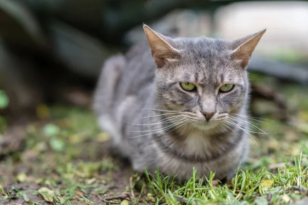 Portrait Chat Fourrure Mignon Assis Sur Herbe Dans Jardin Maison — Photo