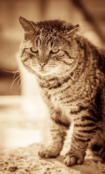Retrato Gato Peludo Gordo Bonito Sentado Chão — Fotografia de Stock
