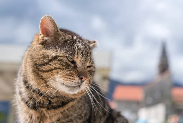 Chat Mignon Assis Devant Les Bâtiments Ville Kotor Monténégro — Photo