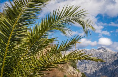 Kotor Koyu'ndaki büyüyen tropikal palmiye yaz, Karadağ