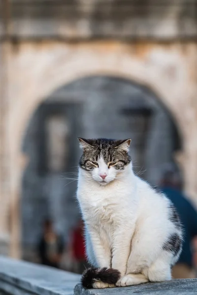 Portrait Petit Chat Blanc Endormi Assis Sur Porche Pont Dubrovnik — Photo