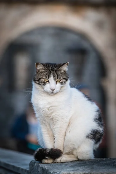 Portrait Petit Chat Blanc Assis Sur Porche Pont Dubrovnik — Photo