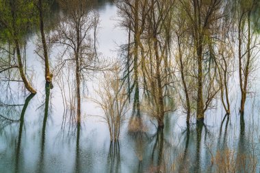 İşkodra Gölü, İşkodra Gölü Milli Parkı, Karadağ sığ kıyı sularına yansıyan yeşil ve sarı sonbahar ağaçlar