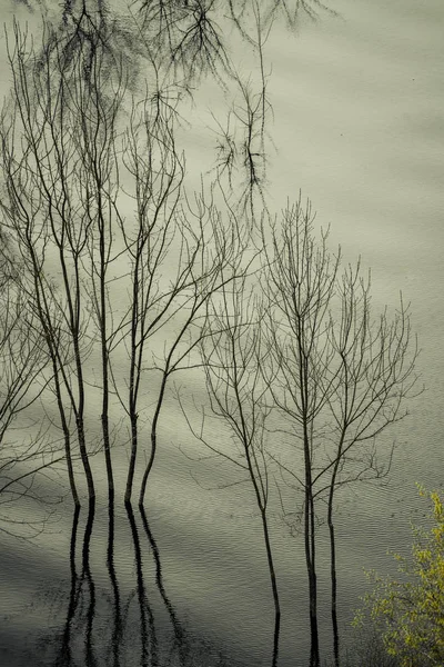 黑山斯卡达尔湖国家公园斯卡达尔湖浅海水域反射出无叶树木 — 图库照片