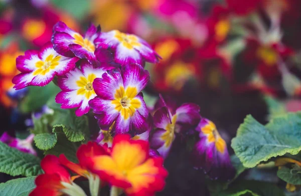 Evde bahar bahçe renkli primula pulchella çiçekleri