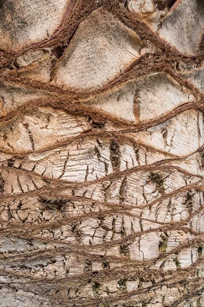 Rippling Wave Pattern Texture Palm Tree — Stock Photo, Image