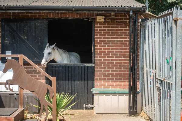 London England Juli 2018 Smuk Hvid Hest Stående Inde Stalden - Stock-foto