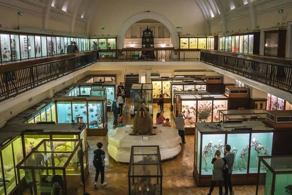 Лондон Англия Октябрь 2018 Года Интерьерный Зал Экспонатами Музее Хорнимана — стоковое фото