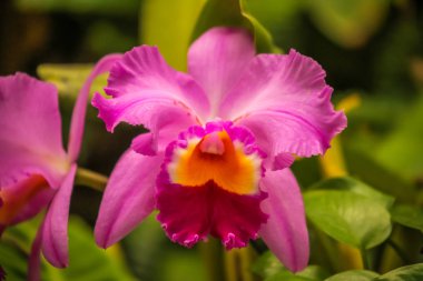 Doğal ortamında büyüyen güzel pembe Cattleya orkide