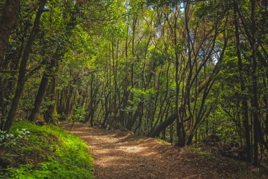 Patika yağmur ormanlarında Garajonay Ulusal Park, La Gomera, Kanarya Adaları, İspanya