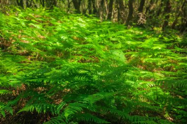 Garajonay Ulusal Park, La Gomera, Kanarya Adaları, İspanya ormanlarında büyüyen yemyeşil yeşil eğreltiotu