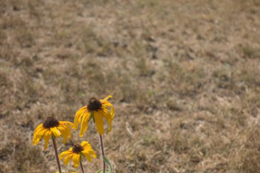 Ekinezya çiçekleri evde yaz aylarında Bahçe dışarı üç avuç kurutulmuş