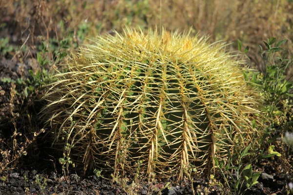 Golden Barrel Cactus Photograph Botanical Garden Gomera Canary Islands Spain — 스톡 사진