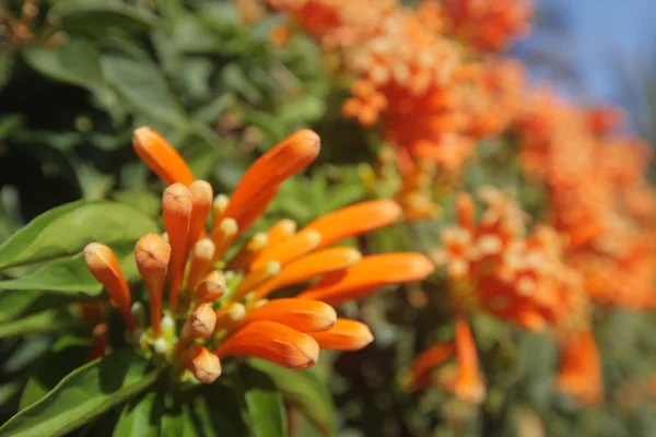 Flor Tropical Alaranjada Semelhante Aloe Vera Gomera Ilhas Canárias Espanha — Fotografia de Stock