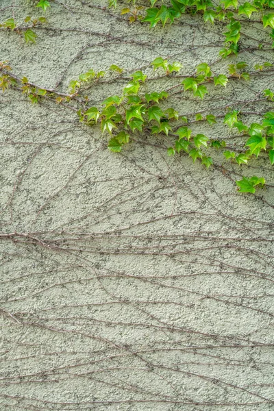 Grüner Efeu klettert an der weißen Wand — Stockfoto