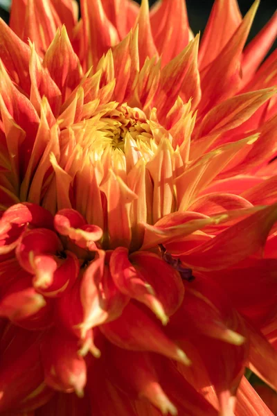 Cactus Dahlia flor de perto — Fotografia de Stock