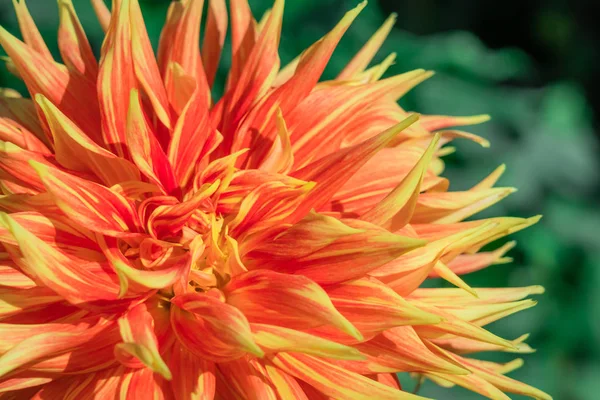 Кактус квітка жоржин крупним планом — стокове фото