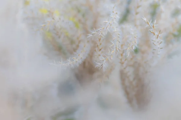 植物在春天授粉 — 图库照片