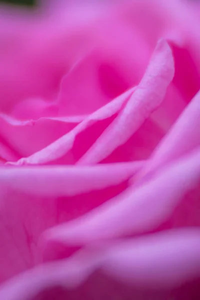 Fragile petals of a pink rose — Stock Photo, Image