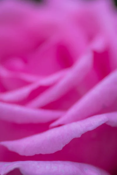 Zerbrechliche Blütenblätter einer rosa Rose — Stockfoto