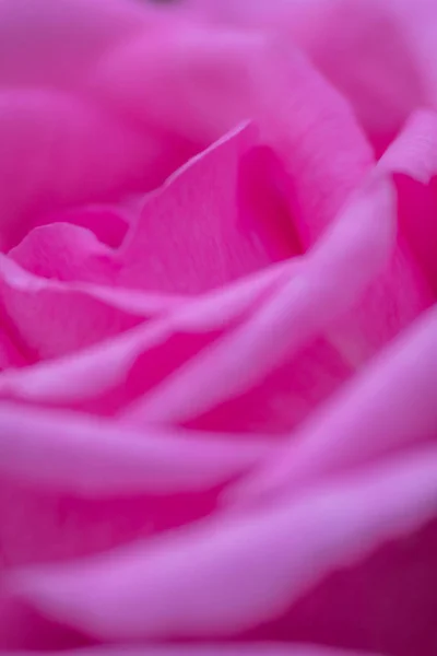 Fragile petals of a pink rose — Stock Photo, Image