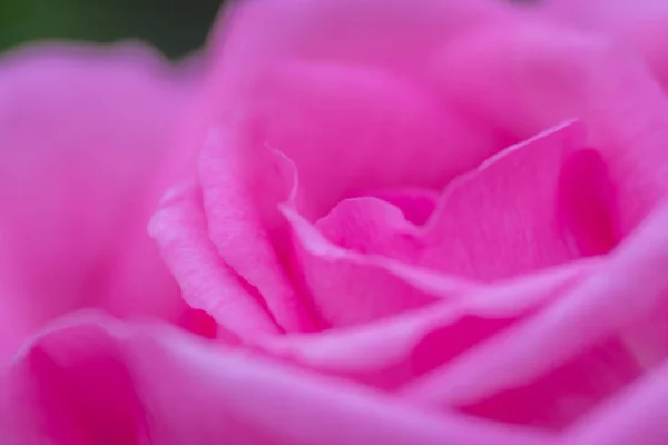 Fragile petals of a pink rose — Stock Photo, Image