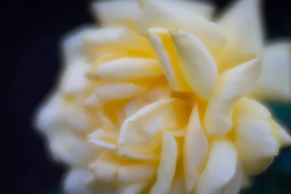 Delicate bud of white and yellow rose — Stock Photo, Image