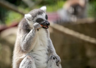 Halka kuyruklu lemur yeme havuç