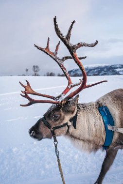 Büyük boynuzlu bir geyiğin portresi