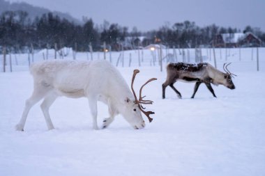 Masif boynuzları ile Albino reindeer
