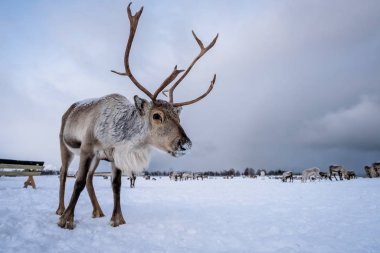 Portrait of a reindeer with massive antlers clipart