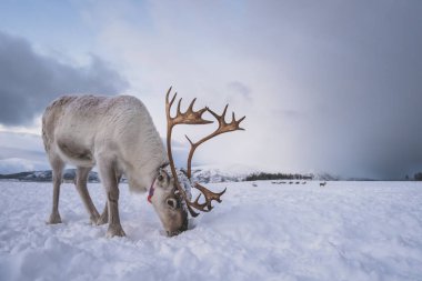 Reindeer yiyecek aramak için kar kazma