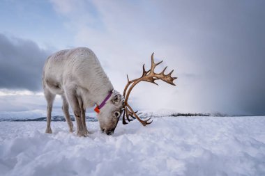 Reindeer yiyecek aramak için kar kazma