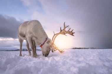 Reindeer yiyecek aramak için kar kazma
