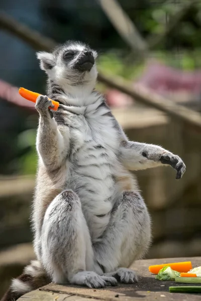 Anel de cauda lemur comer cenoura — Fotografia de Stock