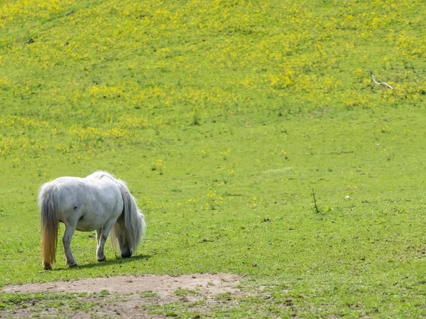 White pony grazing on a green meadow — ストック写真