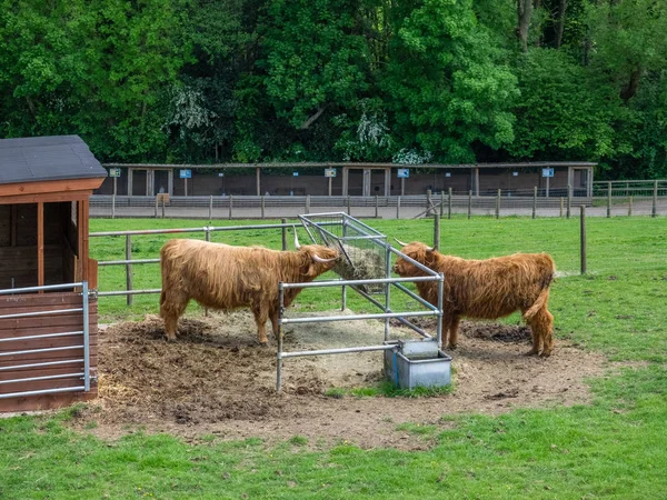 Bir çiftlikte iki büyük Highland — Stok fotoğraf