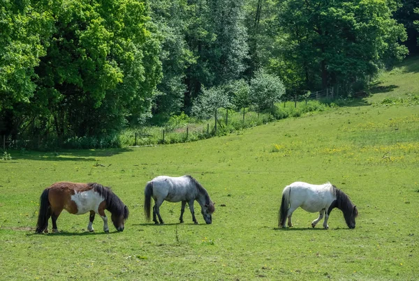 Tre hästar betar på en grön äng — Stockfoto