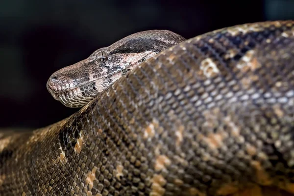 Head and tail of a large black snake