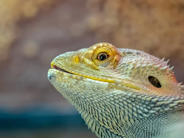 Fechar de um lagarto dragão barbudo — Fotografia de Stock