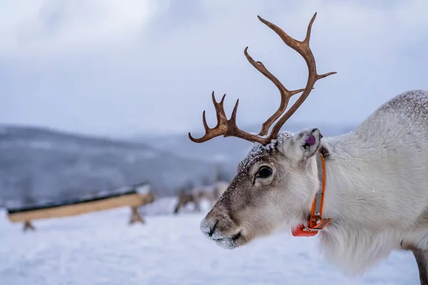 En ren med massiva horn — Stockfoto